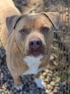 Goone in Foster photo 1