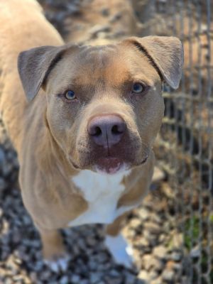 Goone in Foster, Adult Male Pit Bull Terrier