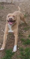 Goone in Foster photo 2