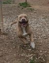 Goone in Foster photo 3