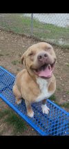 Goone in Foster photo 4