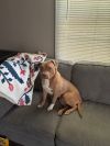 Goone in Foster photo 6