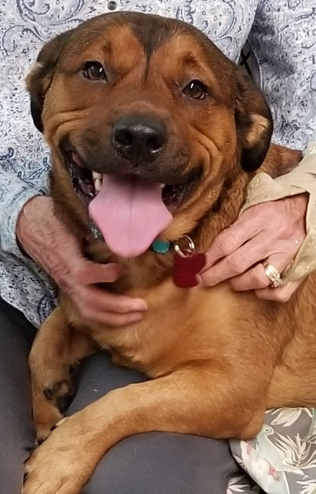 Scrappy, an adoptable Rottweiler, Bullmastiff in Ellijay, GA, 30540 | Photo Image 1