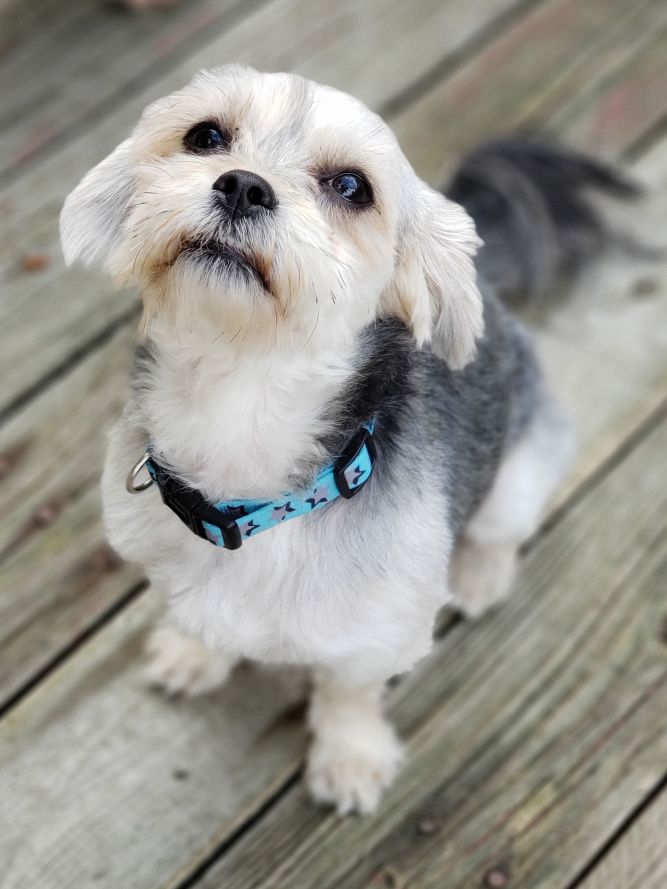 Calvin - Shih-tzu Mix