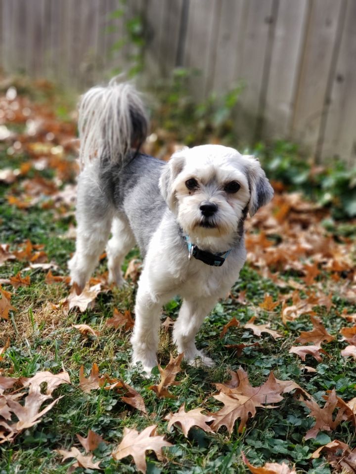 Calvin - Shih-tzu Mix 2