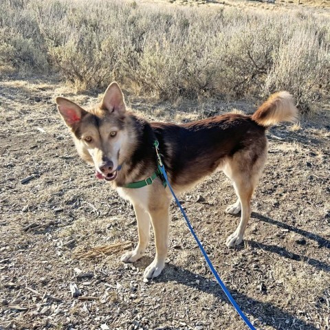 Geronimo, an adoptable Mixed Breed in Hailey, ID, 83333 | Photo Image 1