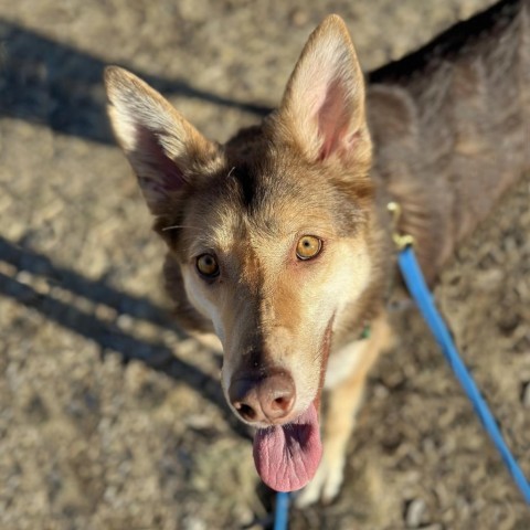 Geronimo, an adoptable Mixed Breed in Hailey, ID, 83333 | Photo Image 2