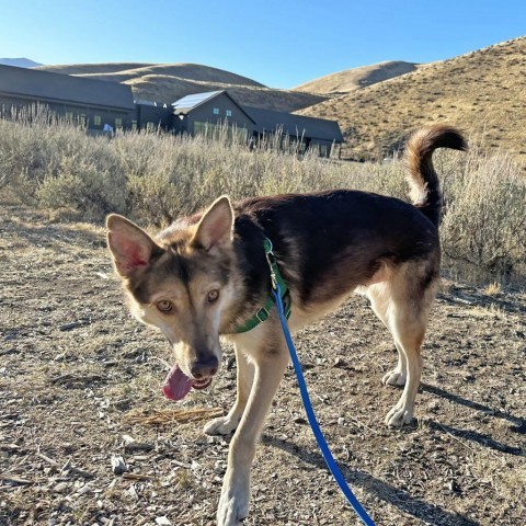 Geronimo, an adoptable Mixed Breed in Hailey, ID, 83333 | Photo Image 3