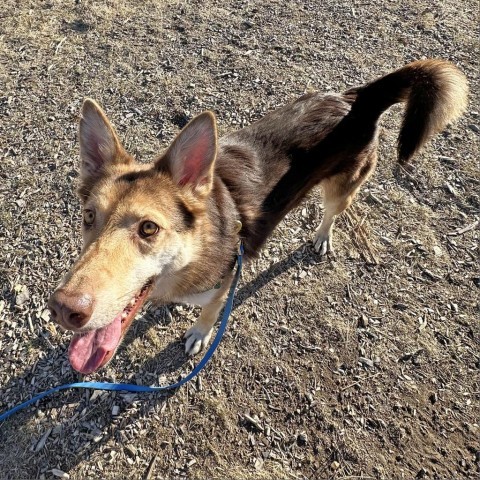 Geronimo, an adoptable Mixed Breed in Hailey, ID, 83333 | Photo Image 4