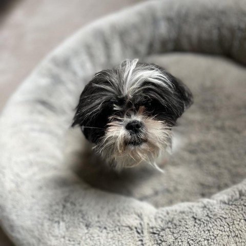 Tammy, an adoptable Mixed Breed in Hailey, ID, 83333 | Photo Image 1