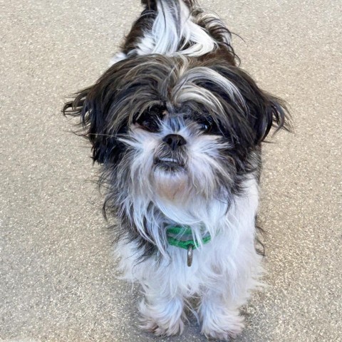 Tammy, an adoptable Mixed Breed in Hailey, ID, 83333 | Photo Image 2