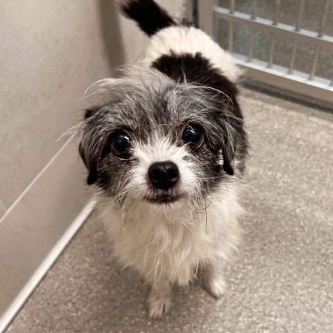 Bea, an adoptable Mixed Breed in Hailey, ID, 83333 | Photo Image 1