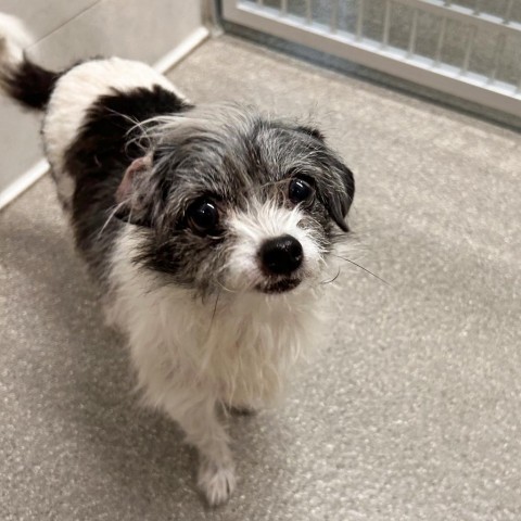 Bea, an adoptable Mixed Breed in Hailey, ID, 83333 | Photo Image 2