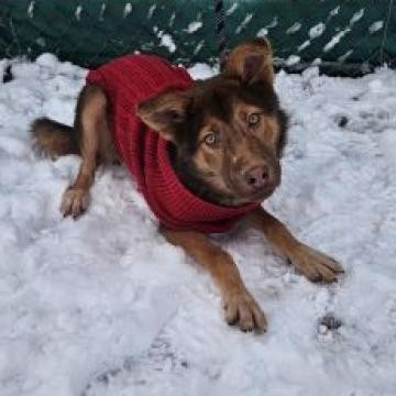 Ivan, an adoptable Husky, Australian Shepherd in Show Low, AZ, 85901 | Photo Image 1