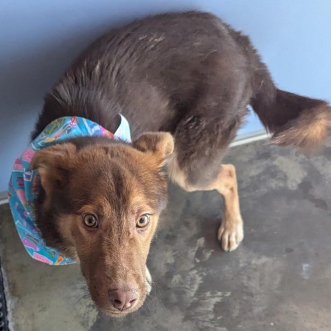 Ivan, an adoptable Husky, Australian Shepherd in Show Low, AZ, 85901 | Photo Image 2