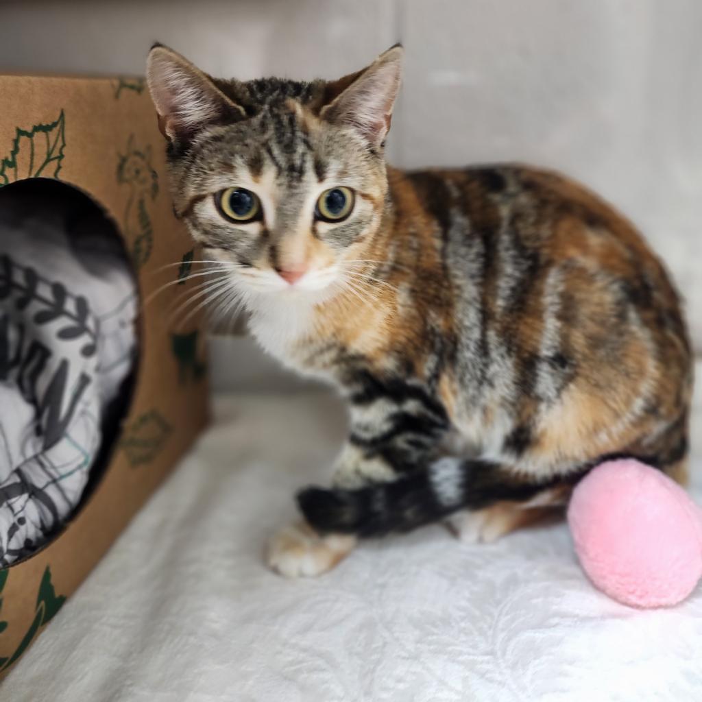 Lagoon, an adoptable Domestic Short Hair in Incline Village, NV, 89451 | Photo Image 1