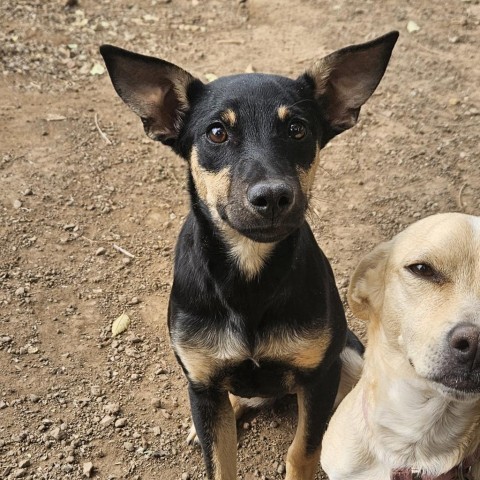 Hickory- Sweet, Loves Dogs and People! Adopt $150 2