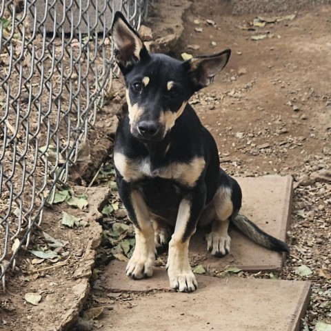 Chestnut- So Cute, Loves Dogs and People! Adopt $150 1