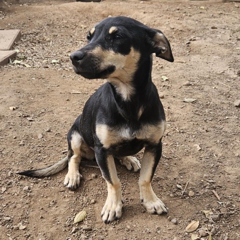 Chestnut- So Cute, Loves Dogs and People! Adopt $150 5