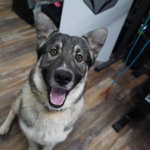 Teddy, Adult Male Husky