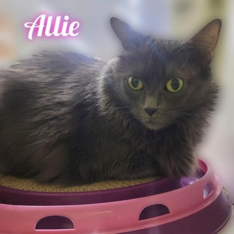 ALLIE, an adoptable Nebelung, Domestic Long Hair in League City, TX, 77573 | Photo Image 1