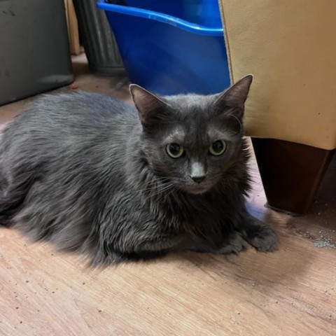 ALLIE, an adoptable Nebelung, Domestic Long Hair in League City, TX, 77573 | Photo Image 2