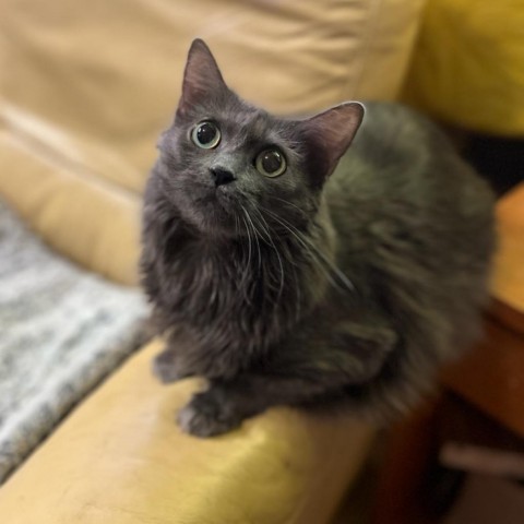 ALLIE, an adoptable Nebelung, Domestic Long Hair in League City, TX, 77573 | Photo Image 3