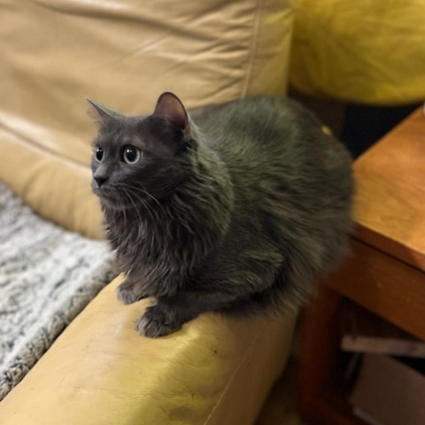 ALLIE, an adoptable Nebelung, Domestic Long Hair in League City, TX, 77573 | Photo Image 4