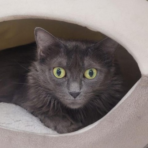 ALLIE, an adoptable Nebelung, Domestic Long Hair in League City, TX, 77573 | Photo Image 6