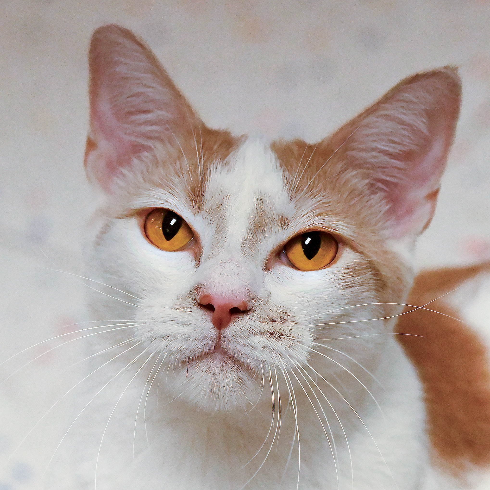 Guppy, an adoptable Domestic Short Hair in Santa Fe, NM, 87501 | Photo Image 1