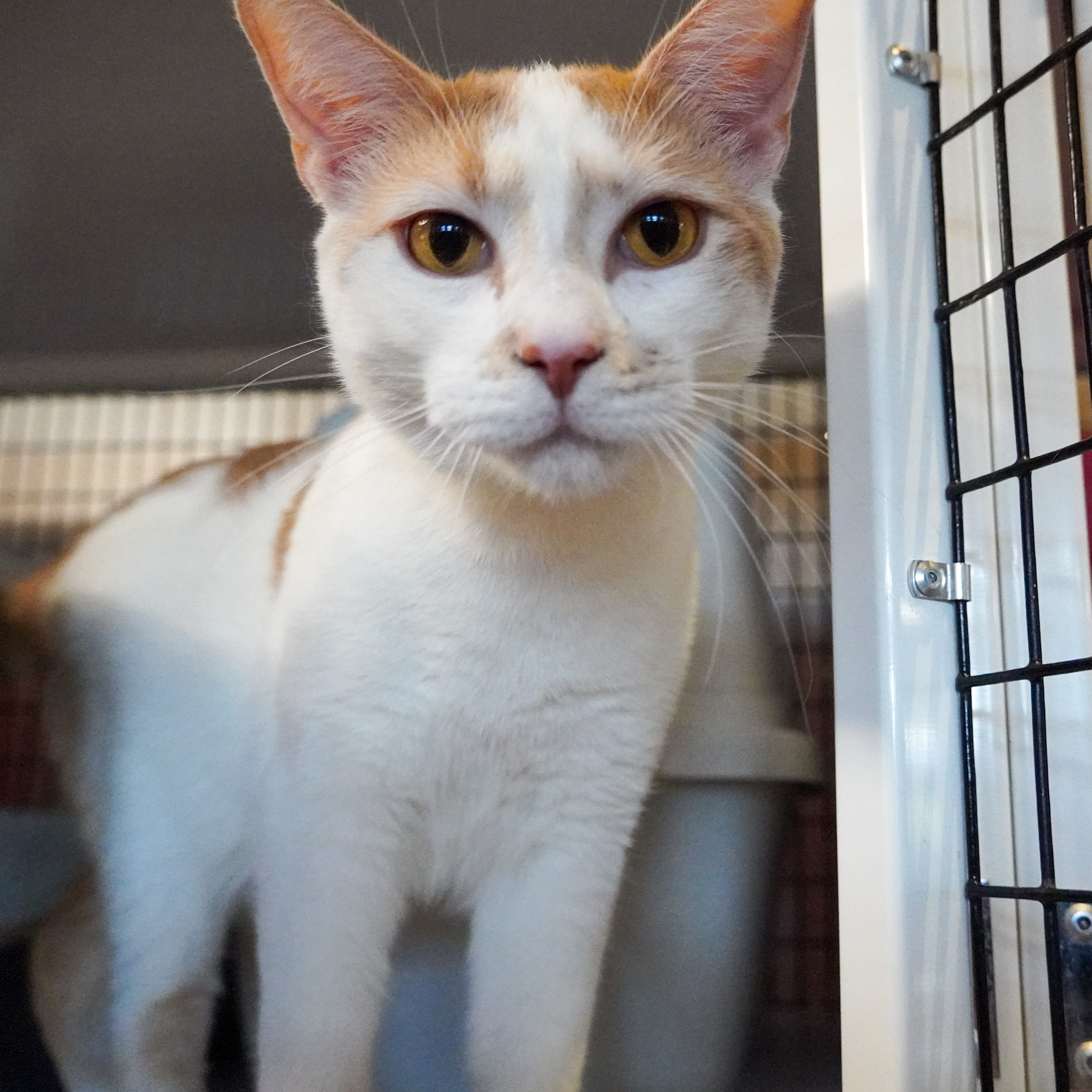 Guppy, an adoptable Domestic Short Hair in Santa Fe, NM, 87501 | Photo Image 2