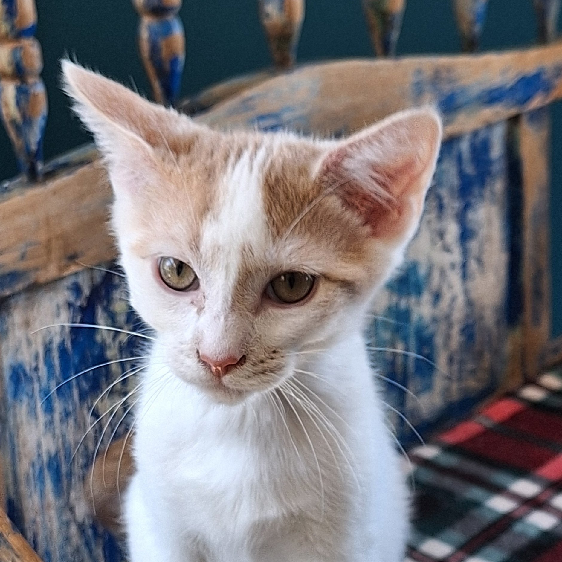 Guppy, an adoptable Domestic Short Hair in Santa Fe, NM, 87501 | Photo Image 4