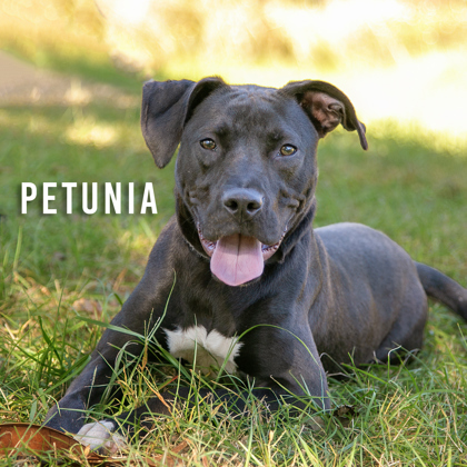 Petunia 2