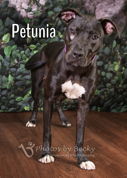 Petunia 3