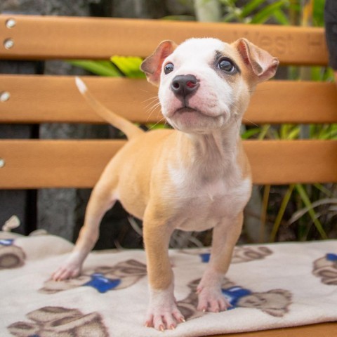 Sandy, an adoptable Mixed Breed in Kailua Kona, HI, 96740 | Photo Image 1