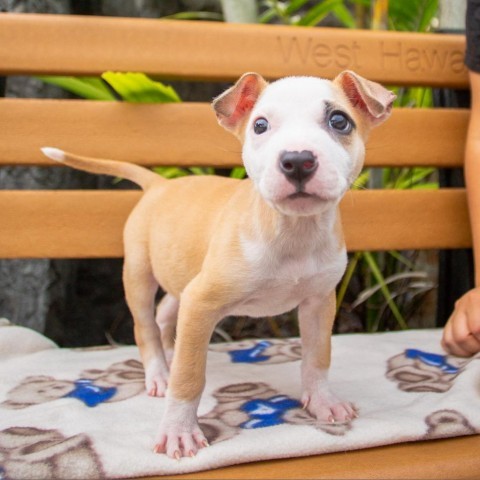 Sandy, an adoptable Mixed Breed in Kailua Kona, HI, 96740 | Photo Image 2