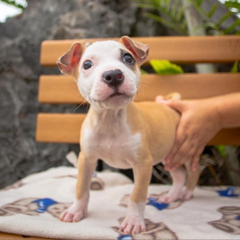 Sandy, an adoptable Mixed Breed in Kailua Kona, HI, 96740 | Photo Image 3