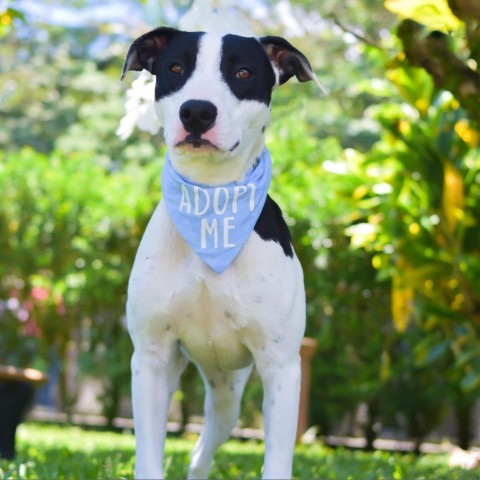 Bullseye, an adoptable Mixed Breed in Kailua Kona, HI, 96740 | Photo Image 1