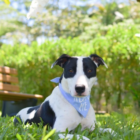 Bullseye, an adoptable Mixed Breed in Kailua Kona, HI, 96740 | Photo Image 2