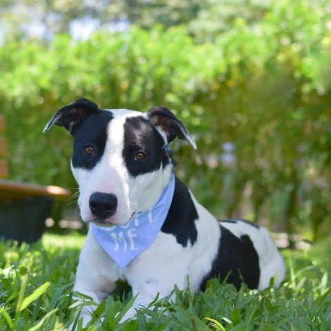 Bullseye, an adoptable Mixed Breed in Kailua Kona, HI, 96740 | Photo Image 3