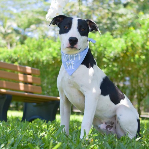 Bullseye, an adoptable Mixed Breed in Kailua Kona, HI, 96740 | Photo Image 4