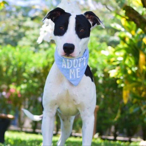 Bullseye, an adoptable Mixed Breed in Kailua Kona, HI, 96740 | Photo Image 5