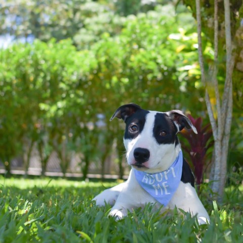 Bullseye, an adoptable Mixed Breed in Kailua Kona, HI, 96740 | Photo Image 6