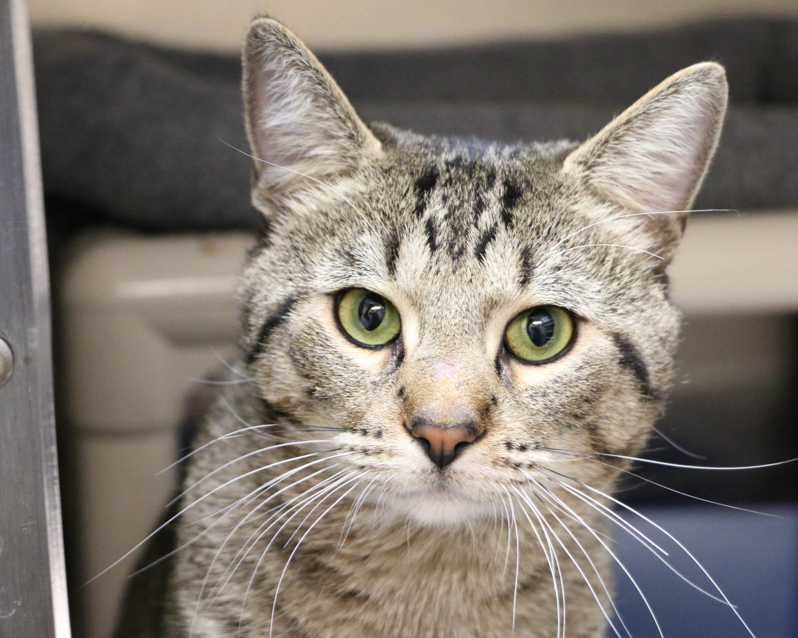 Sparkie, an adoptable Domestic Short Hair in Fargo, ND, 58103 | Photo Image 1