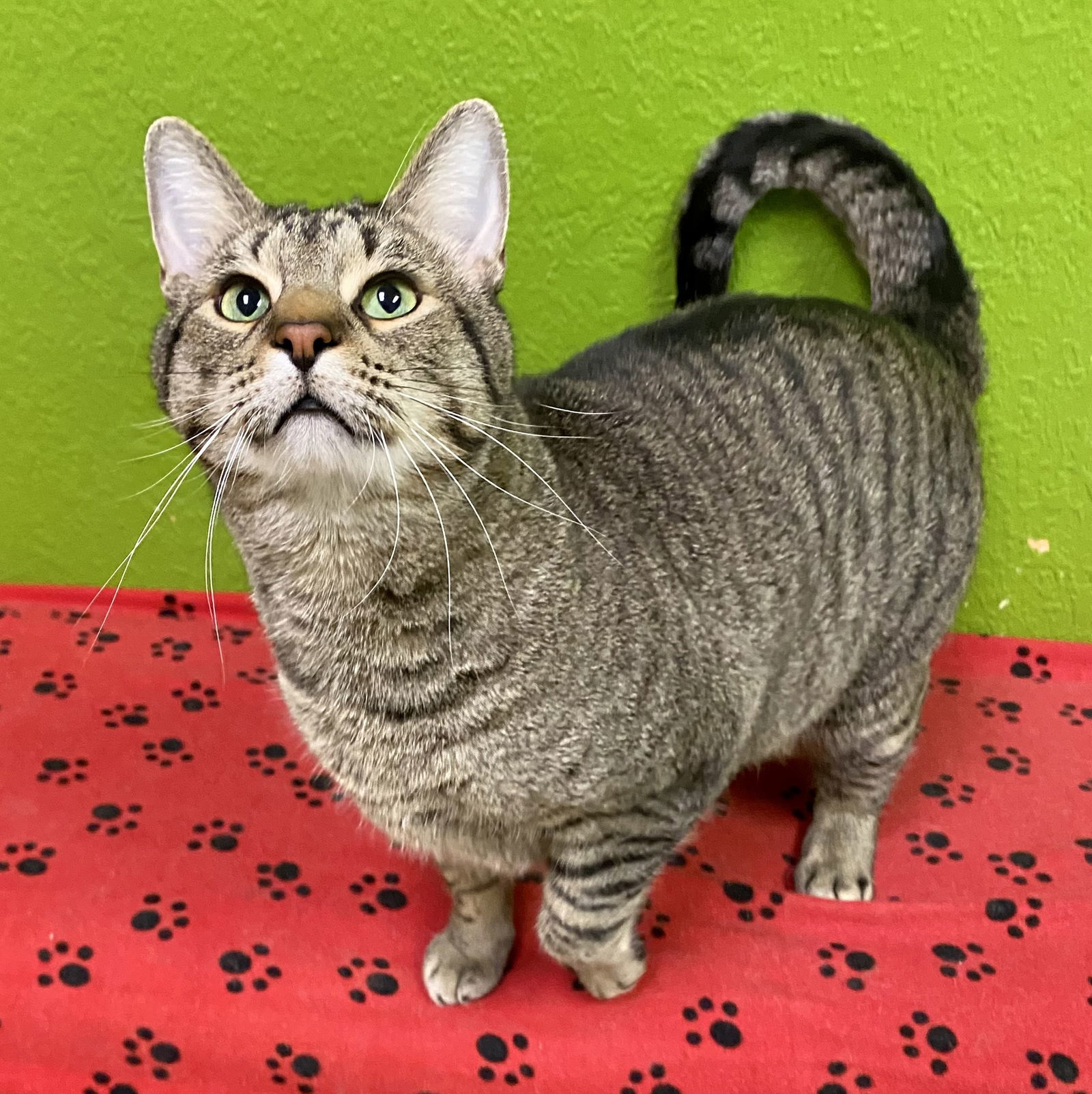 Sparkie, an adoptable Domestic Short Hair in Fargo, ND, 58103 | Photo Image 1