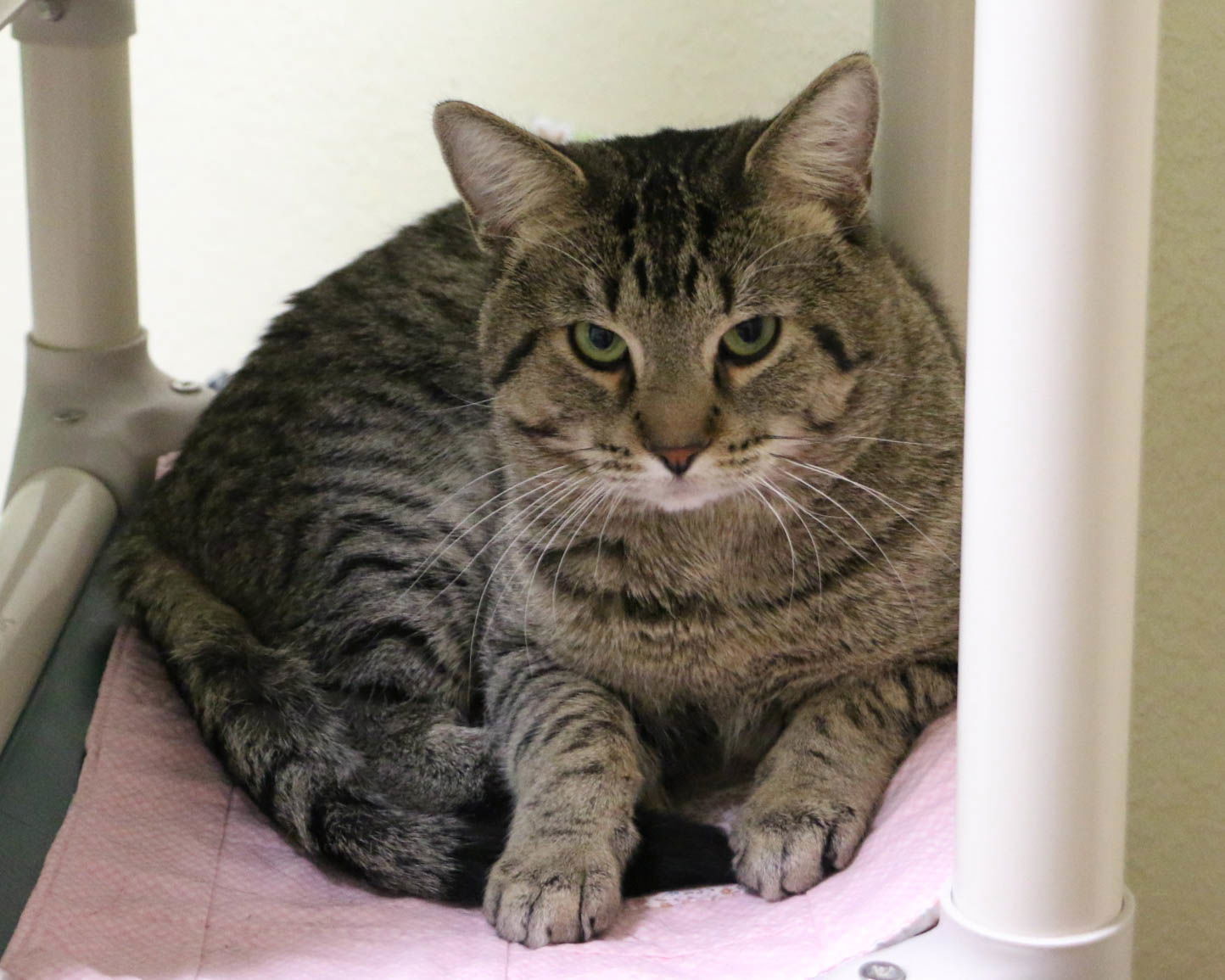 Sparkie, an adoptable Domestic Short Hair in Fargo, ND, 58103 | Photo Image 2