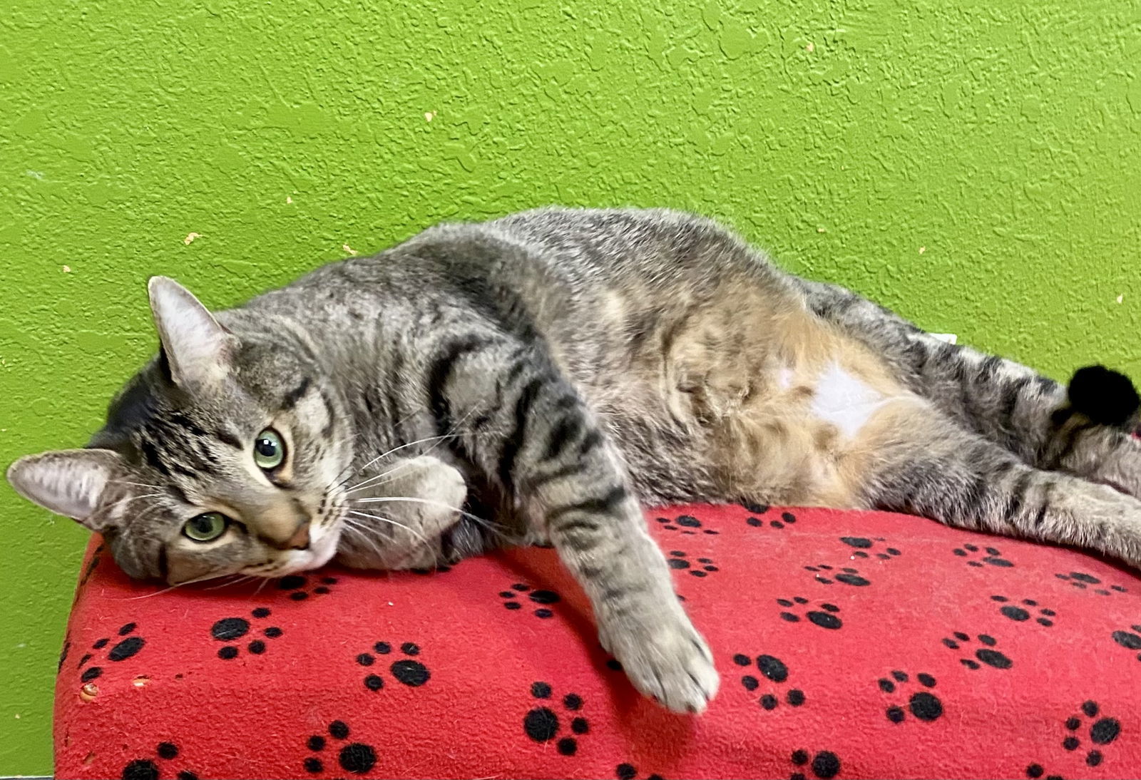 Sparkie, an adoptable Domestic Short Hair in Fargo, ND, 58103 | Photo Image 2