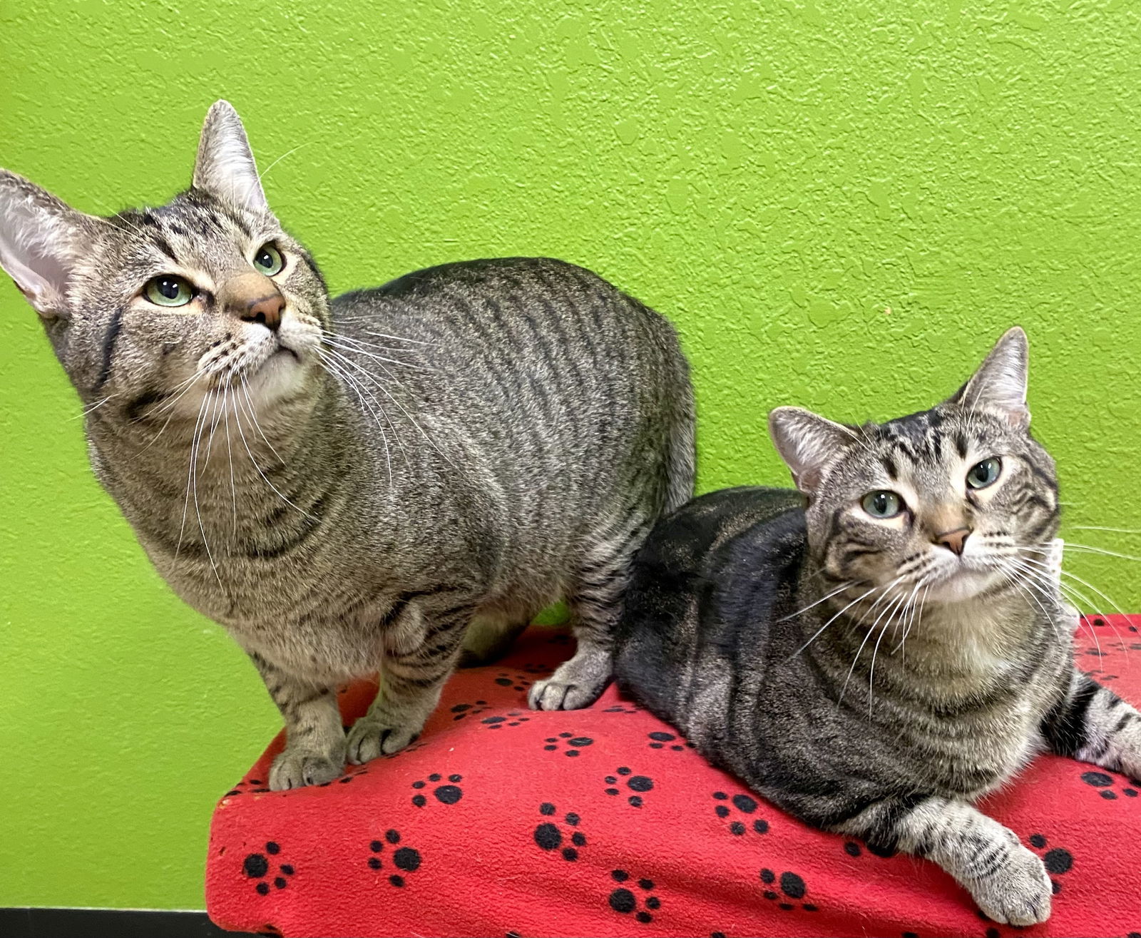 Sparkie, an adoptable Domestic Short Hair, Tabby in Fargo, ND, 58103 | Photo Image 3