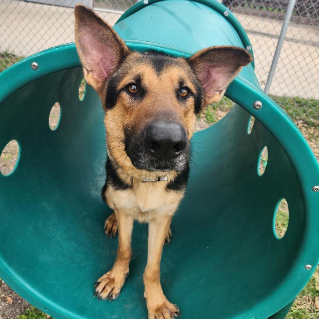 Bruce, an adoptable German Shepherd Dog in Corpus Christi, TX, 78415 | Photo Image 1