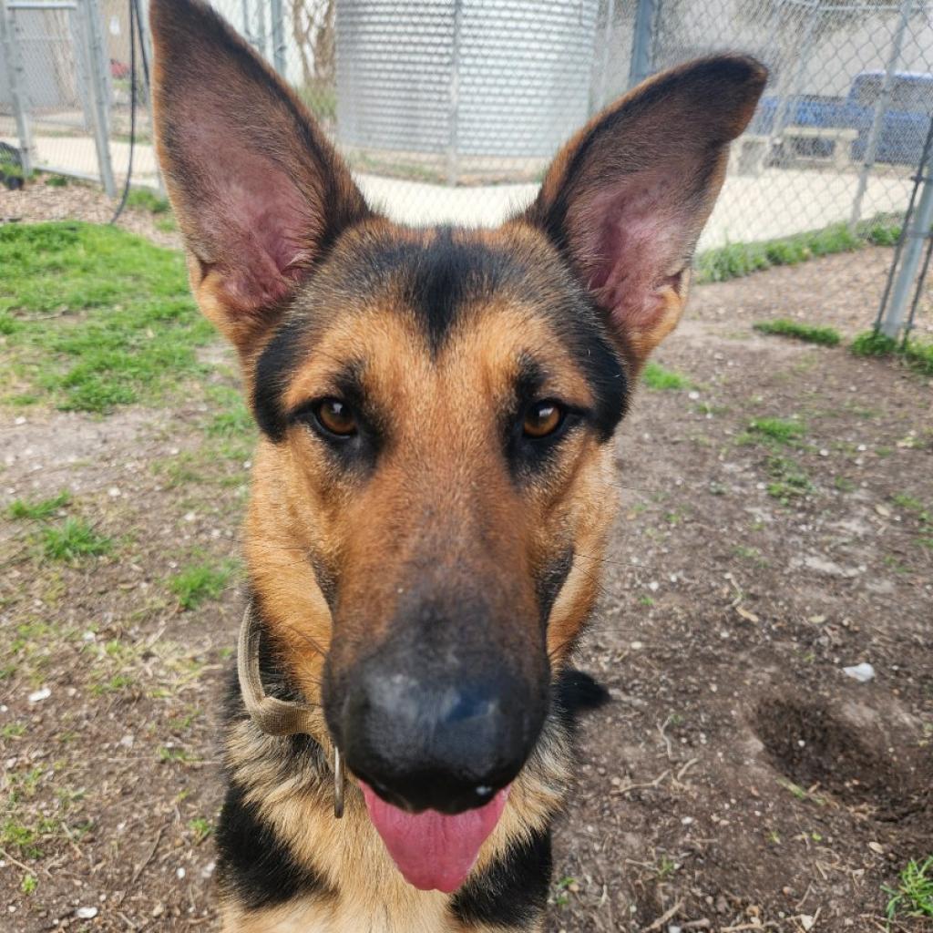 Bruce, an adoptable German Shepherd Dog in Corpus Christi, TX, 78415 | Photo Image 2